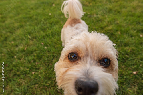 Closeup of Puppy in green grass