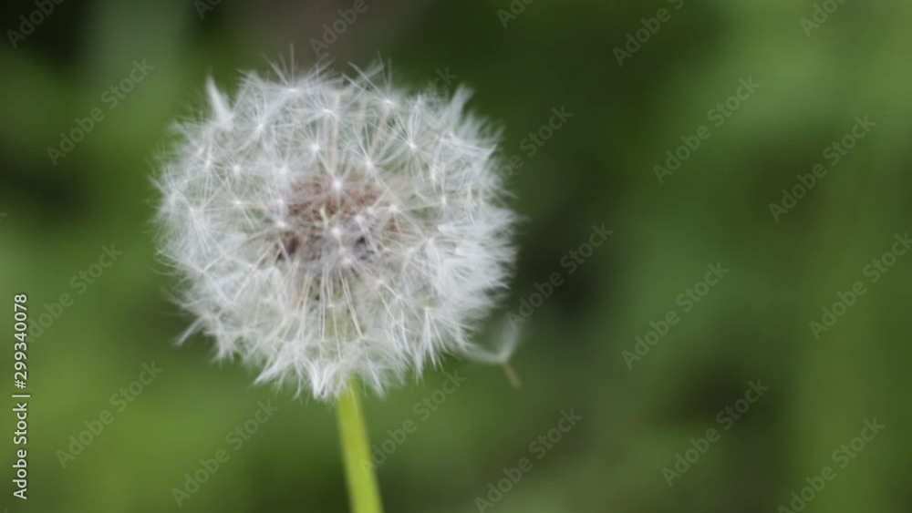 Dandelion in Riding Mountain National Park Canada Dandelion in Riding Mountain National Park Canada