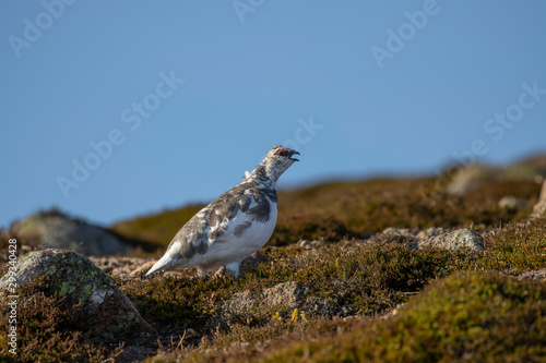 Valokuva Ptarmigan, Lagopus muta, hiding/walking on a mountain slope in Scotland , cairngorms national park, during a sunny autumn day in October