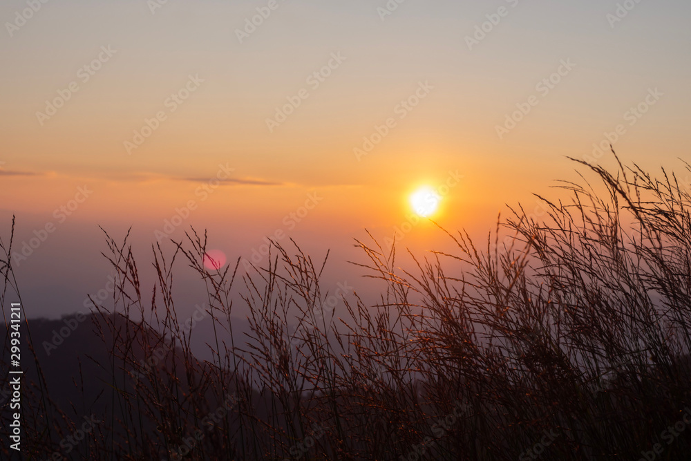 Sunset image with black shadows of grass flowers