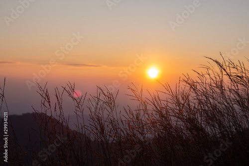 Sunset image with black shadows of grass flowers