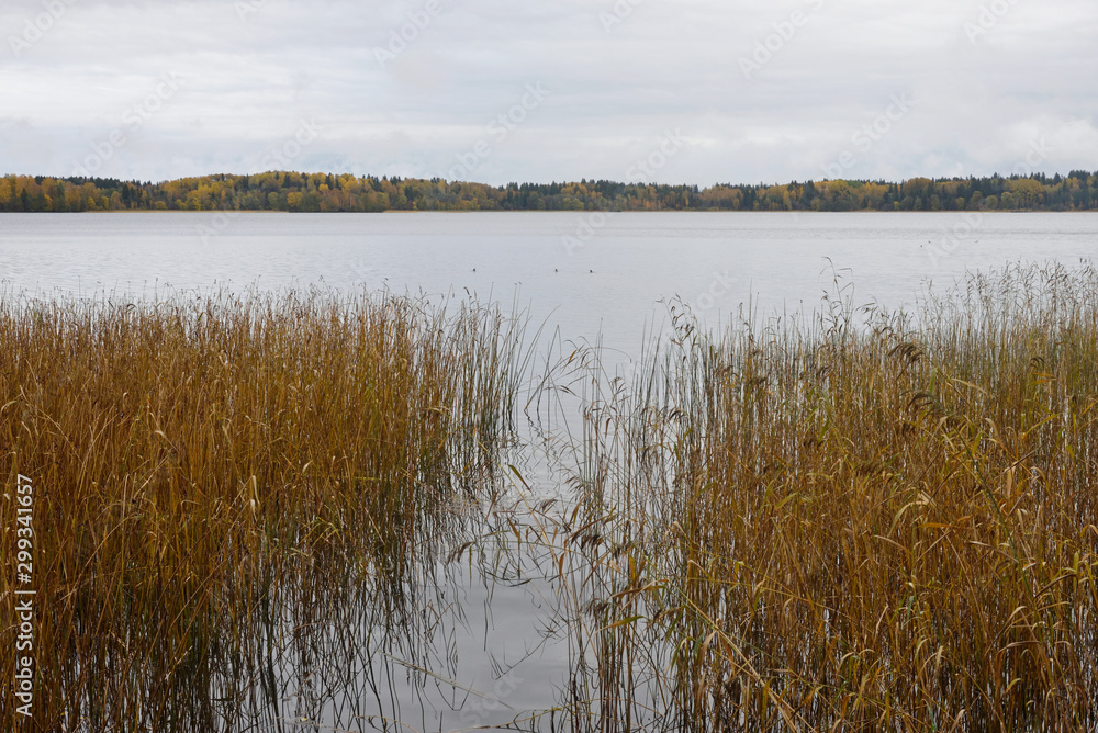 Autumn landscape of the lake with yellow grass in the water in the foreground and a colorful forest on the horizon on a cloudy day. Lake Valdai. Novgorod Region