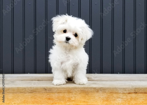 White puppy and dark background photo