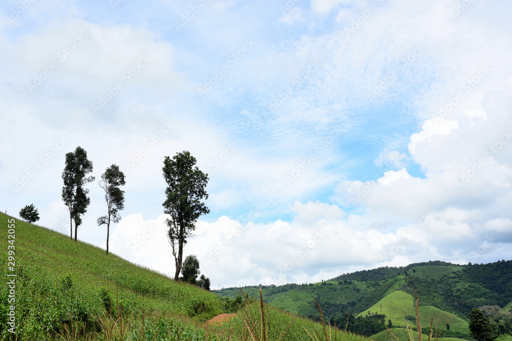 Green corn field, blue sky on summer day. Corn Field. Green field with young corn