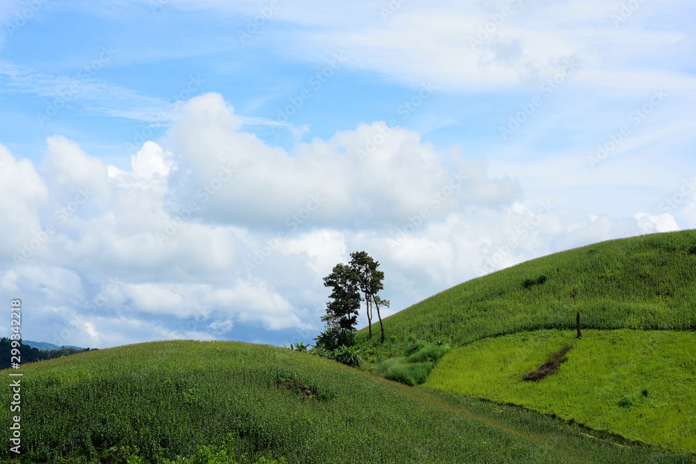 Obraz premium green field with moutain