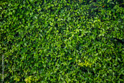 Wallpaper Mural Green leaf wall texture background. Nature view of green plants. Environmental freshness wallpaper concept. Torontodigital.ca