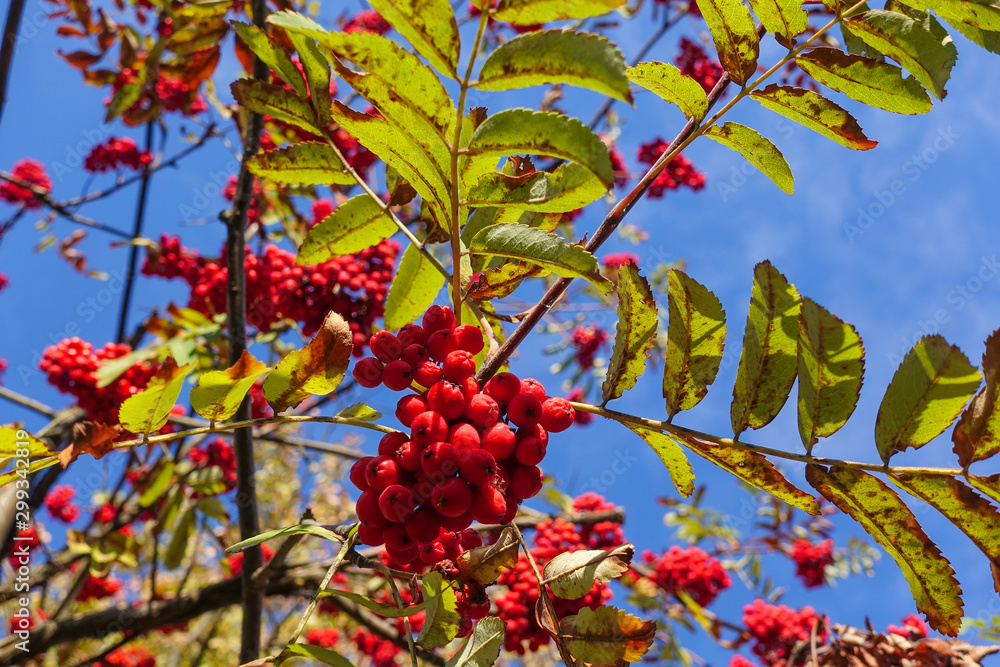 Fototapeta premium Red rowan berries on the branches against the blue sky. Autumn Harvest Time
