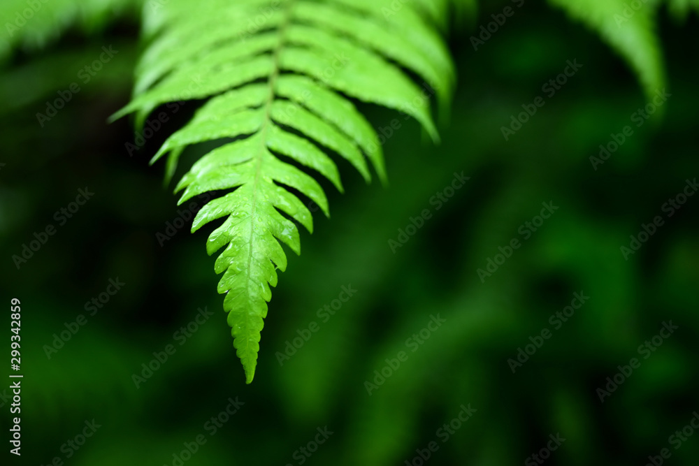 The young leaves of the fern tree in the rainforest The young leaves of the fern tree in the rainforest