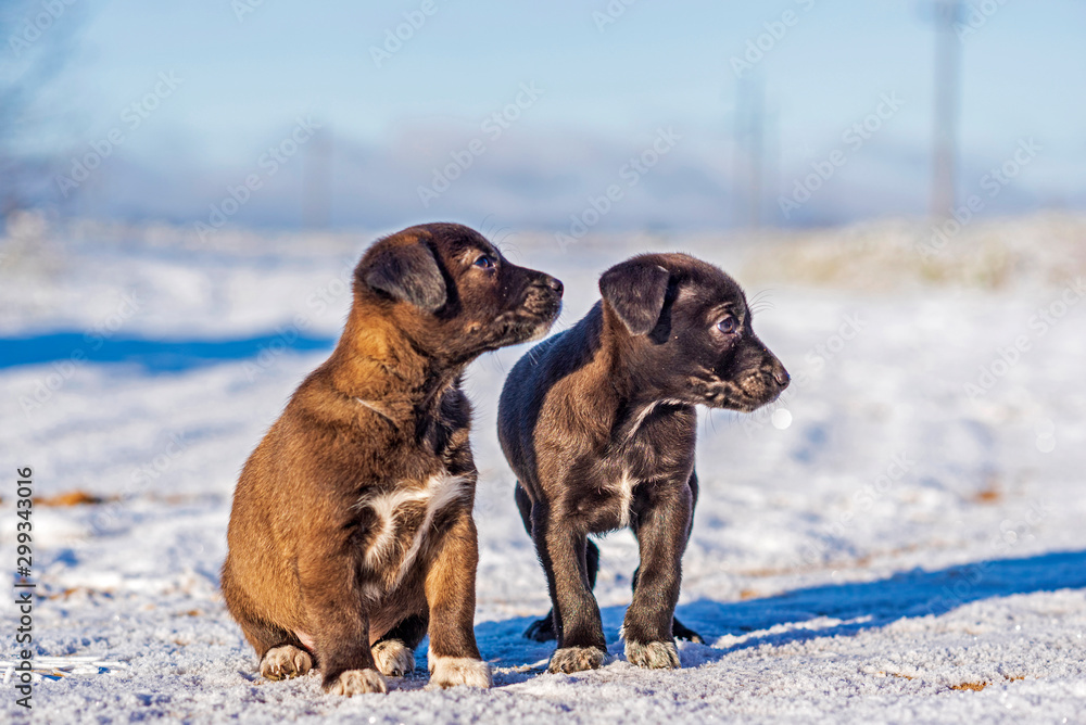 Two little puppies play in the snow.
