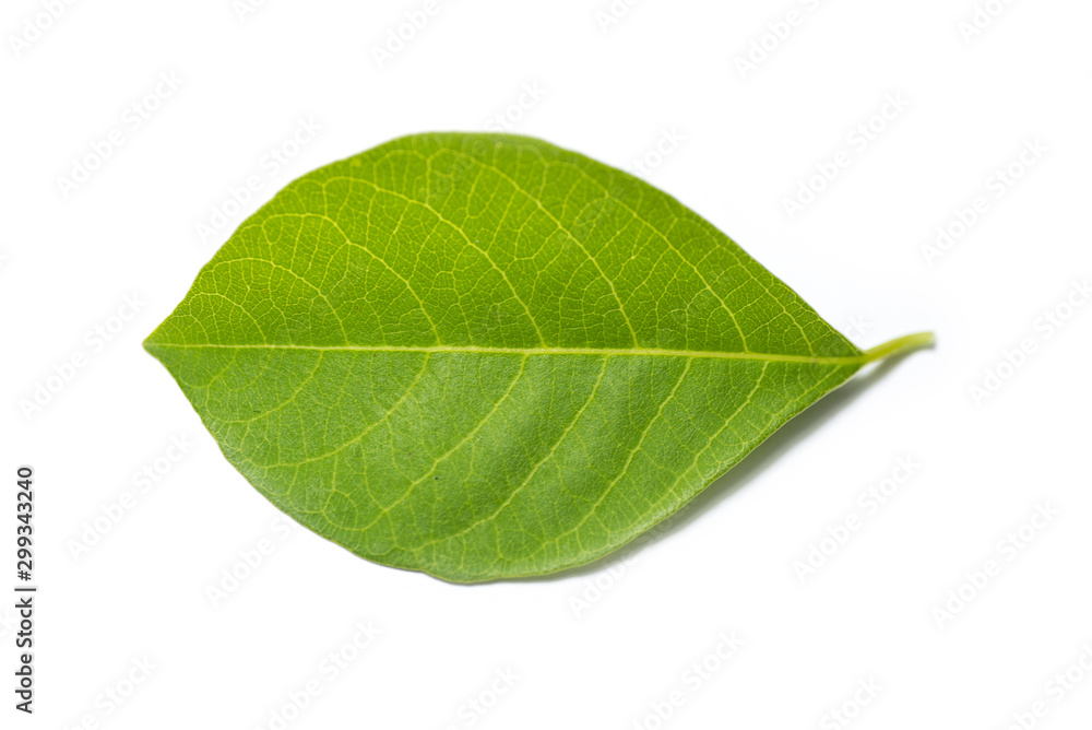 Obraz premium green leaf on white background
