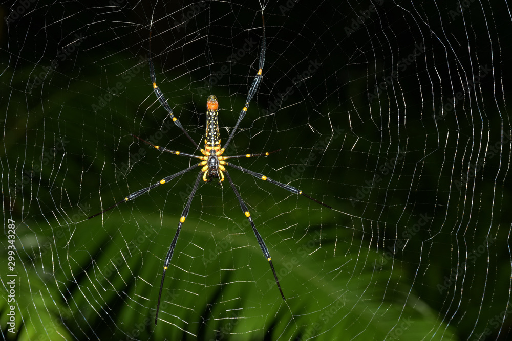 A spider with a net of spider webs in a rainforest