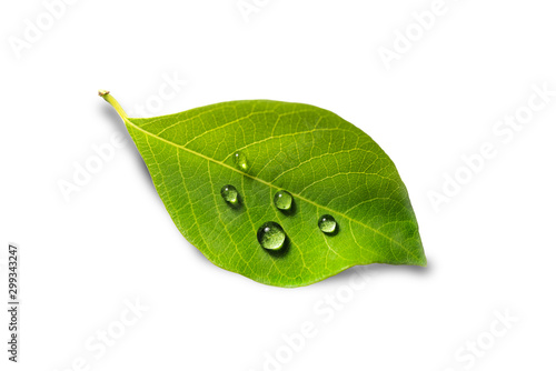 green leaf with water drops on white background