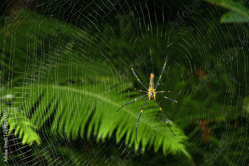 A spider with a net of spider webs in a rainforest