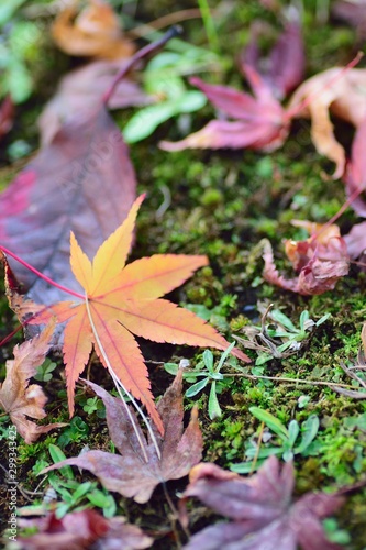 Macro details of fallen Japanese Autumn Maple leaf