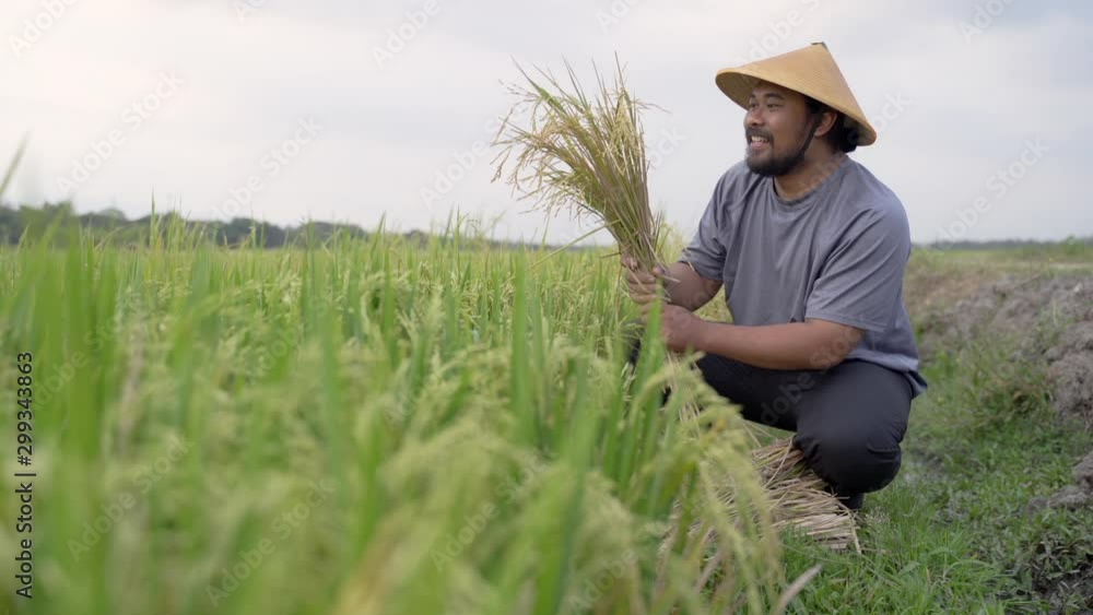 portrait of happy asian farmer with paddy rice grain during harvesting portrait of happy asian farmer with paddy rice grain during harvesting