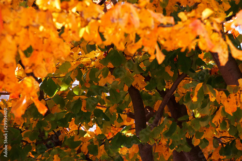 Autumnm colors in an urban park photo