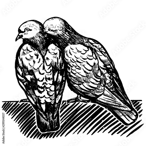 Vector graphics. Sketch. Cute Love birds. Pigeon couple. Romantic illustration. St. Valentine's Day. Black-white drawing isolated on white. Design for print, postcards, posters, banners and more.