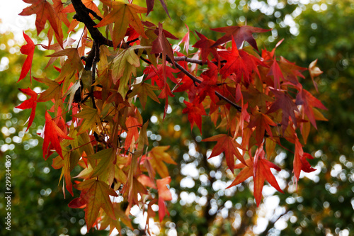 Autumnm colors in an urban park photo