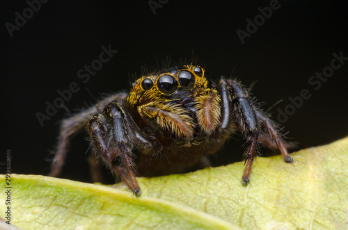 Jumping spider on leaf green © COMMON  HUMAN