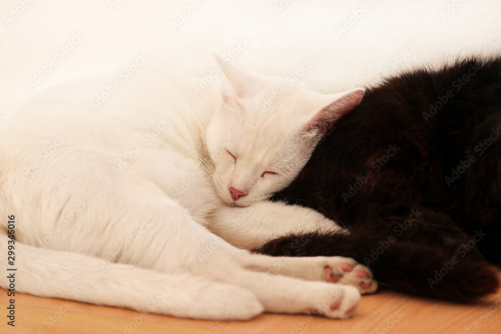 Black and white cats rest and sleep in living room of apartment. Two dear sweet female cats enjoy at home on wooden cabinet in comfortably furniture, asleep and feeling happy in morning. Pet concept.
