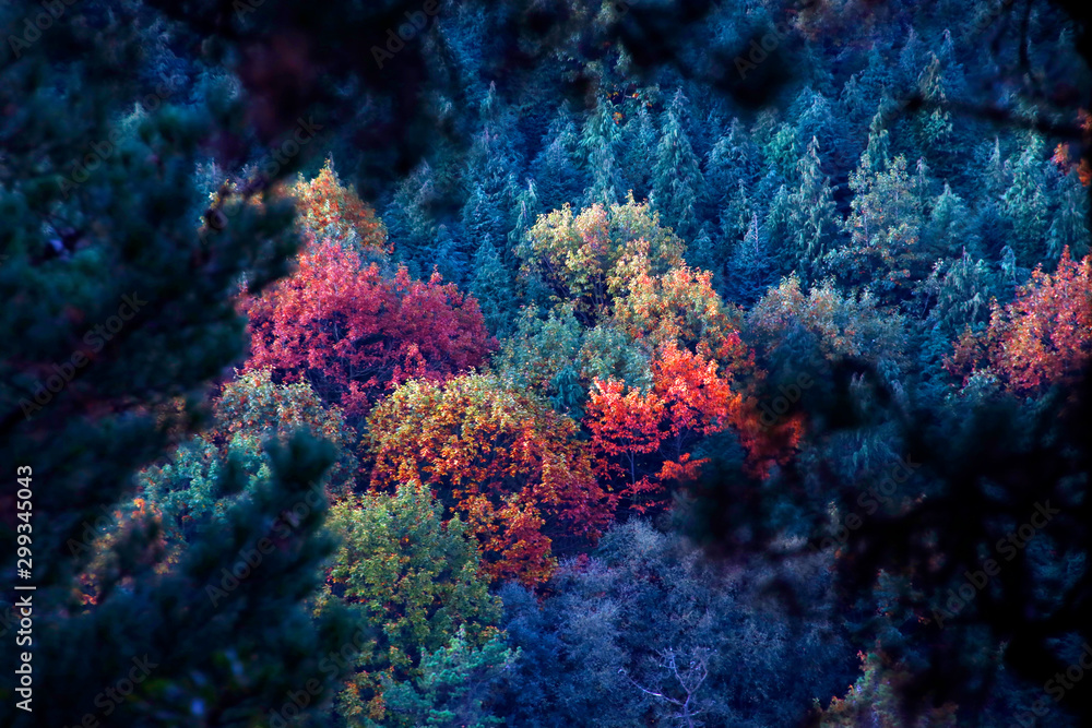 Fototapeta premium Forest in autumn colors