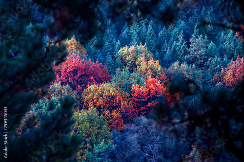 Forest in autumn colors