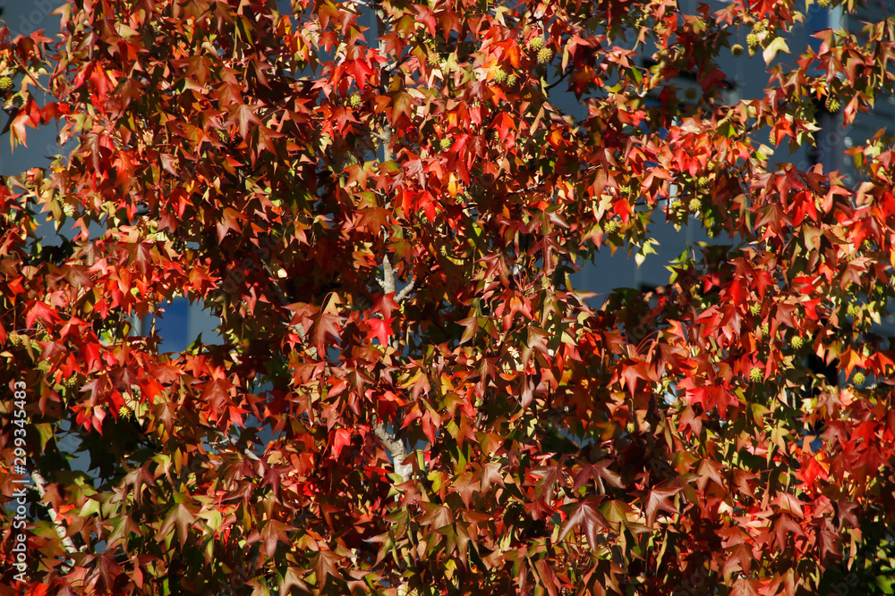 Autumnm colors in an urban park Autumnm colors in an urban park