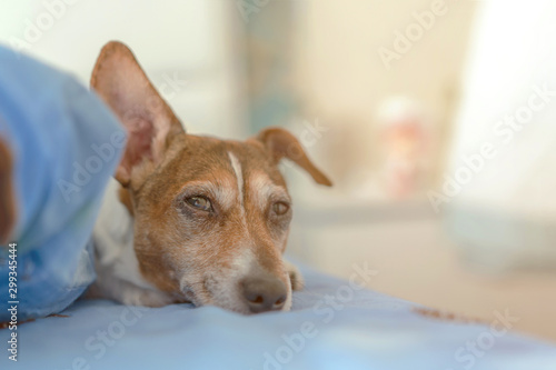 attractive small dog pet head with ear up sleeps in bed morning light