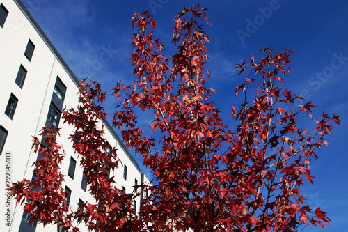 Autumnm colors in an urban park photo