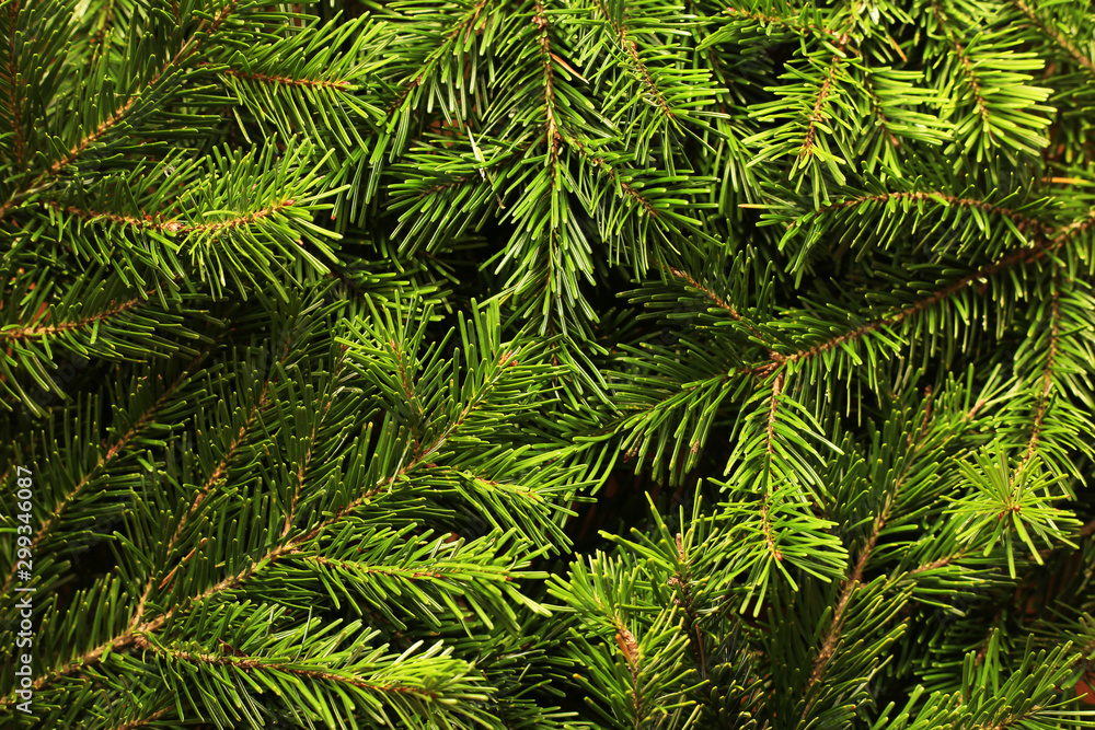 Background of green fir tree branches Background of green fir tree branches