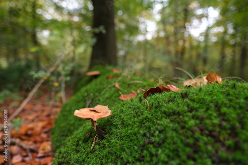 mushroom in forest on moss