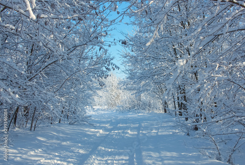 A beautiful snow-covered landscape of spruce forest in winter. Winter weather, frost.