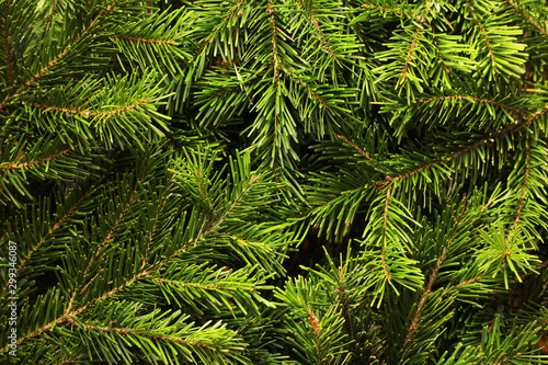Background of green fir tree branches
