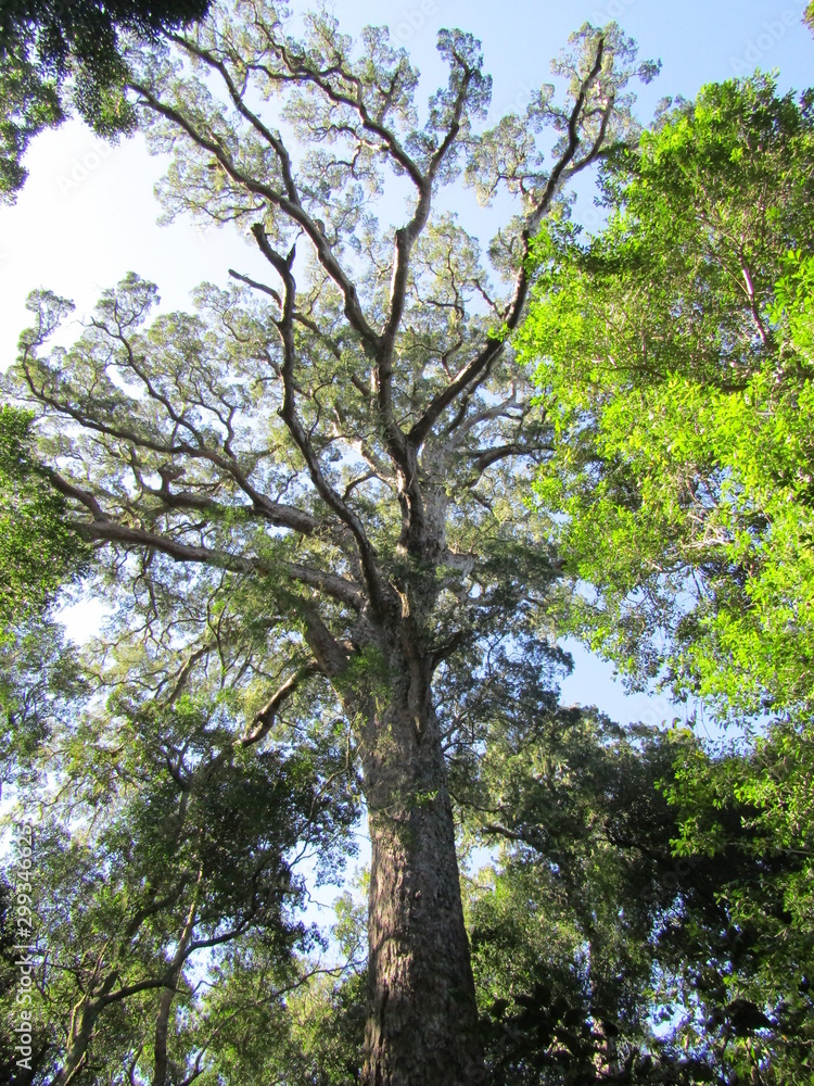 Fototapeta premium tree in forest