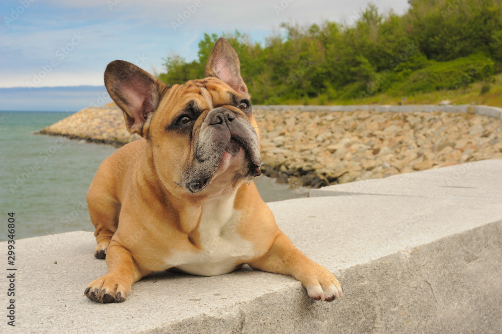 French Bulldog enjoying a day in the park by the ocean in Boston.