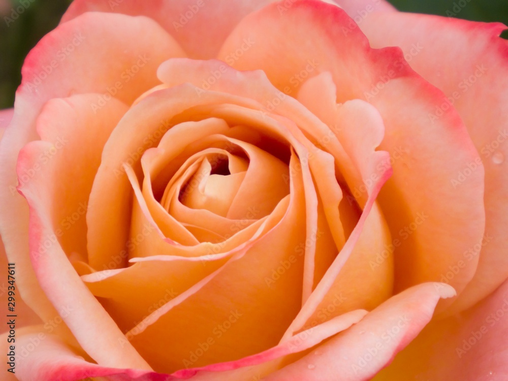 bi-color rose bi-color rose