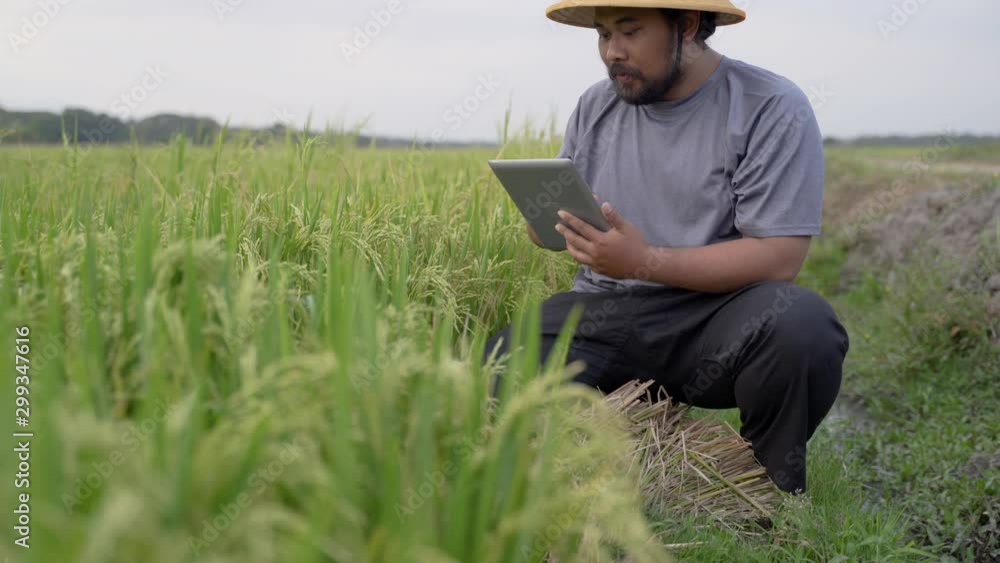 modern farmer using smart technology gadget for agriculture in rice field modern farmer using smart technology gadget for agriculture in rice field