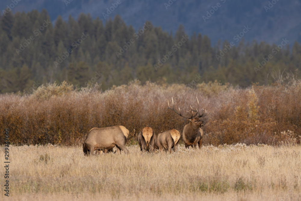 Naklejka premium Herd of Elk During the Fall Rut in Wyoming