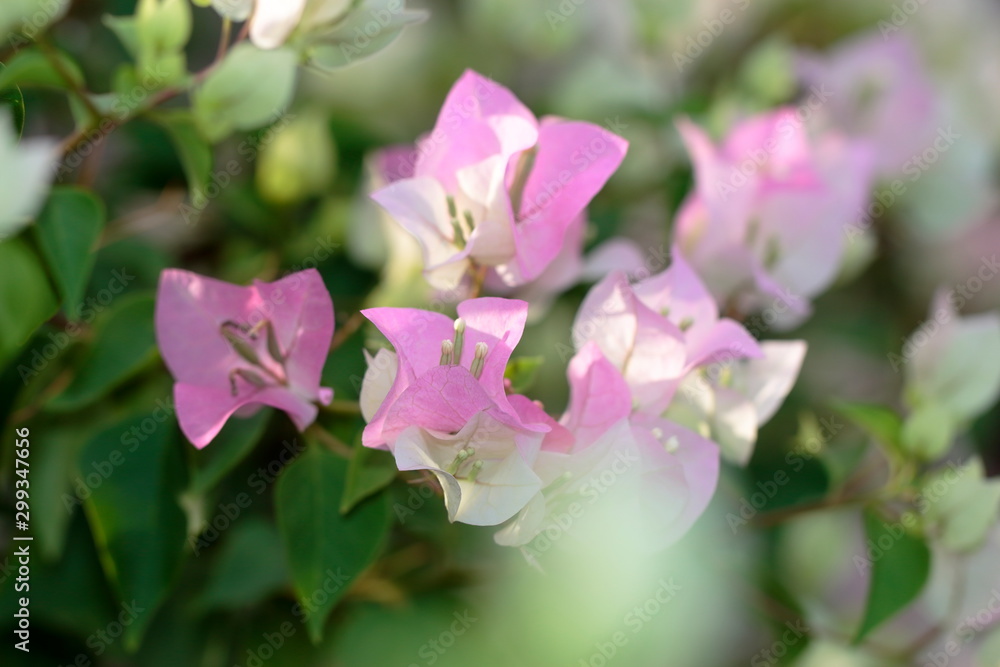 Set of White bougainvillea flowers, mixed pink