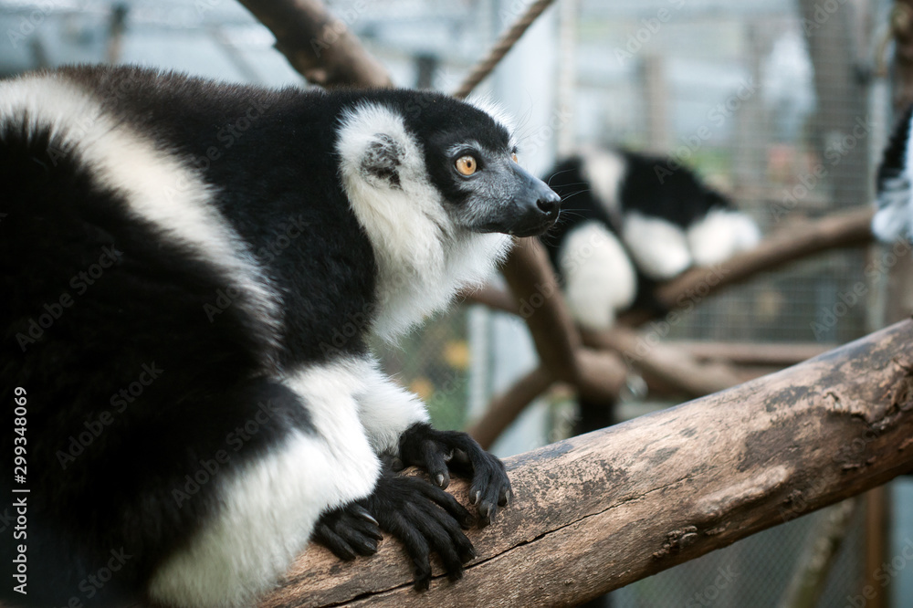 Obraz premium Portrait of black and white lemur on tree branch