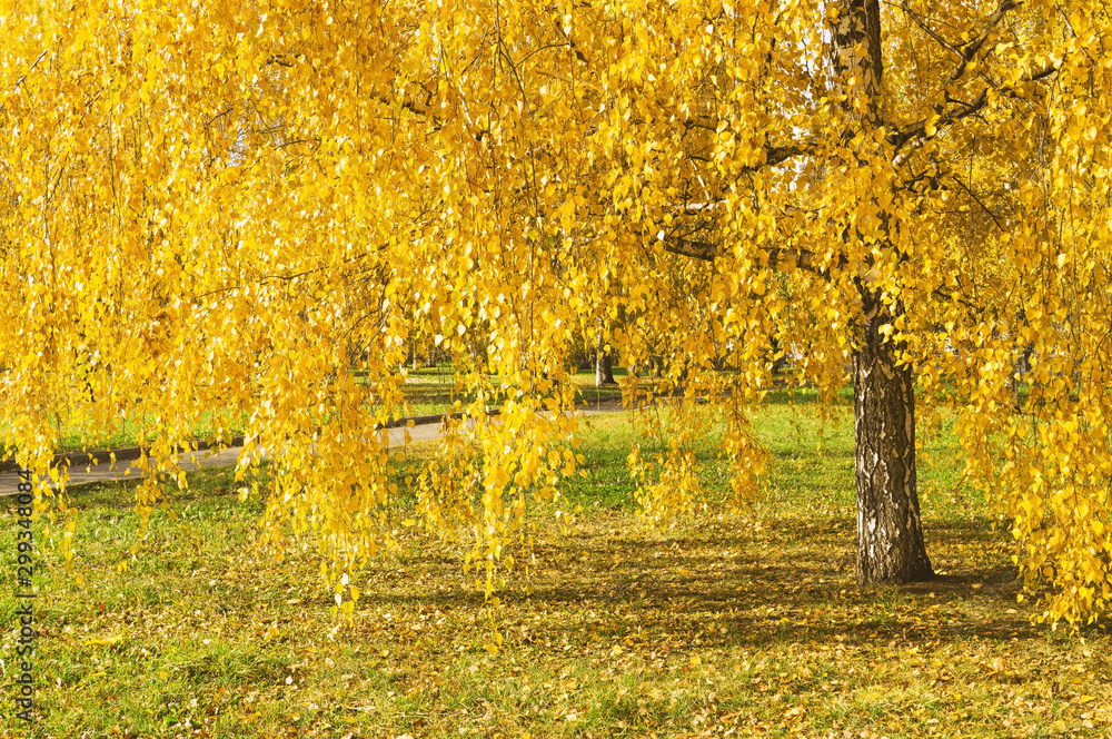 Birch with yellow leaves in the autumn park Birch with yellow leaves in the autumn park