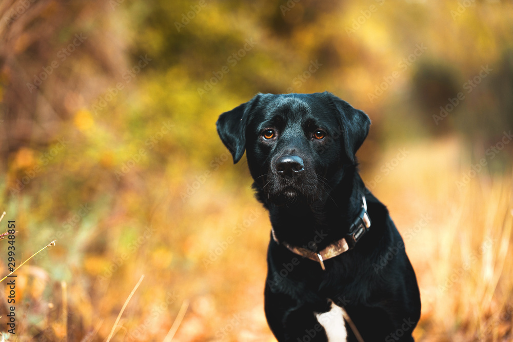 Black Labrador in the autumn forest