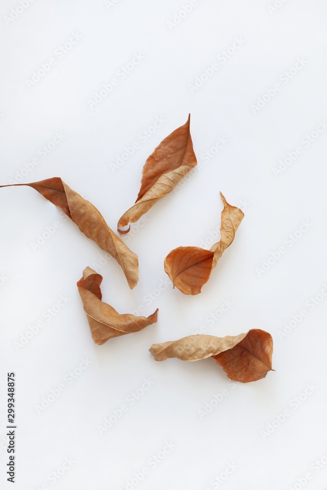 Various dry autumn leaves of oak and maple on a white background. Natural autumn background. Creative autumn concept. Top view, flat lay with copy space for text. Various dry autumn leaves of oak and maple on a white background. Natural autumn background. Creative autumn concept. Top view, flat lay with copy space for text.