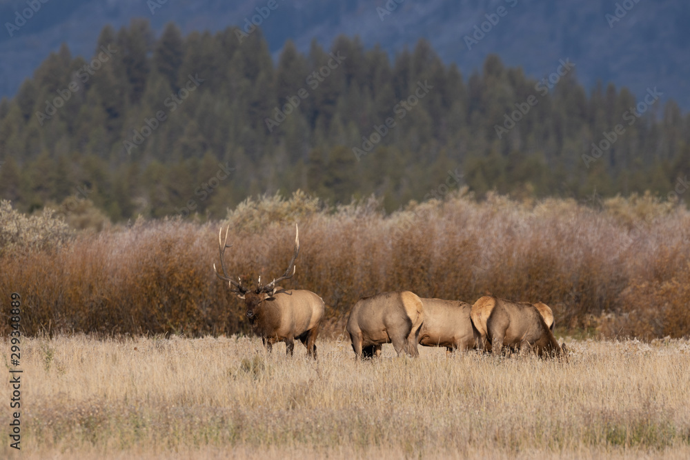 Herd of Elk During the Fall Rut in Wyoming Herd of Elk During the Fall Rut in Wyoming