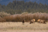 Herd of Elk During the Fall Rut in Wyoming