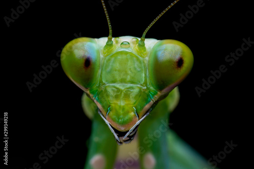 mantis in back background