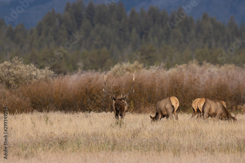 Herd of Elk During the Fall Rut in Wyoming