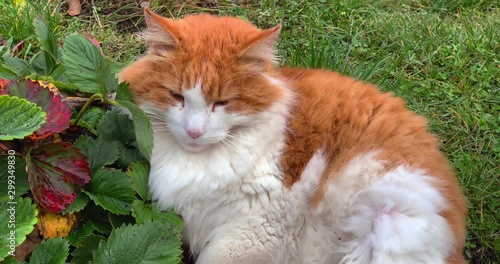 Cute flurry red domestic cat resting in garden, pet walking outdoors.