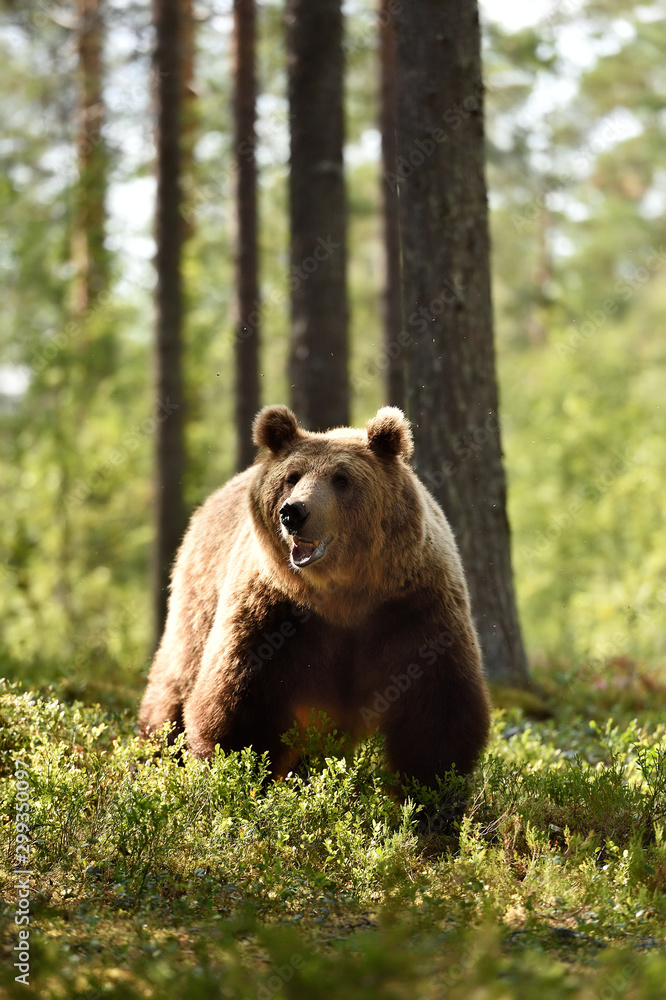 European brown bear in forest European brown bear in forest