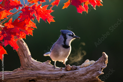 Blue jay in autumn photo